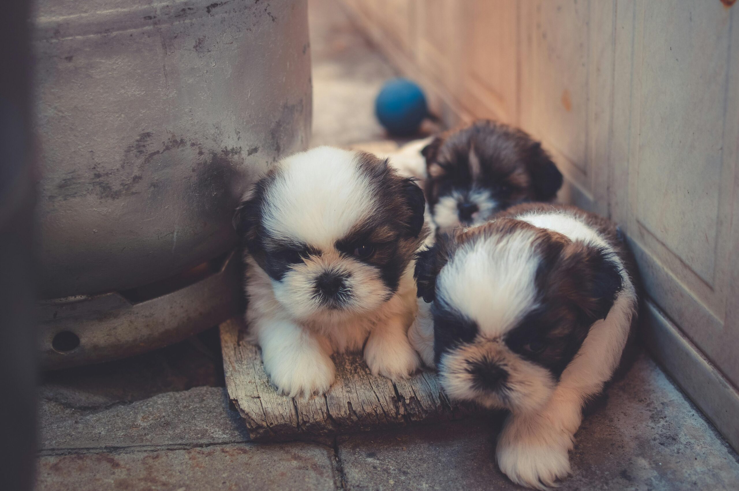 Ottawa Humane Society