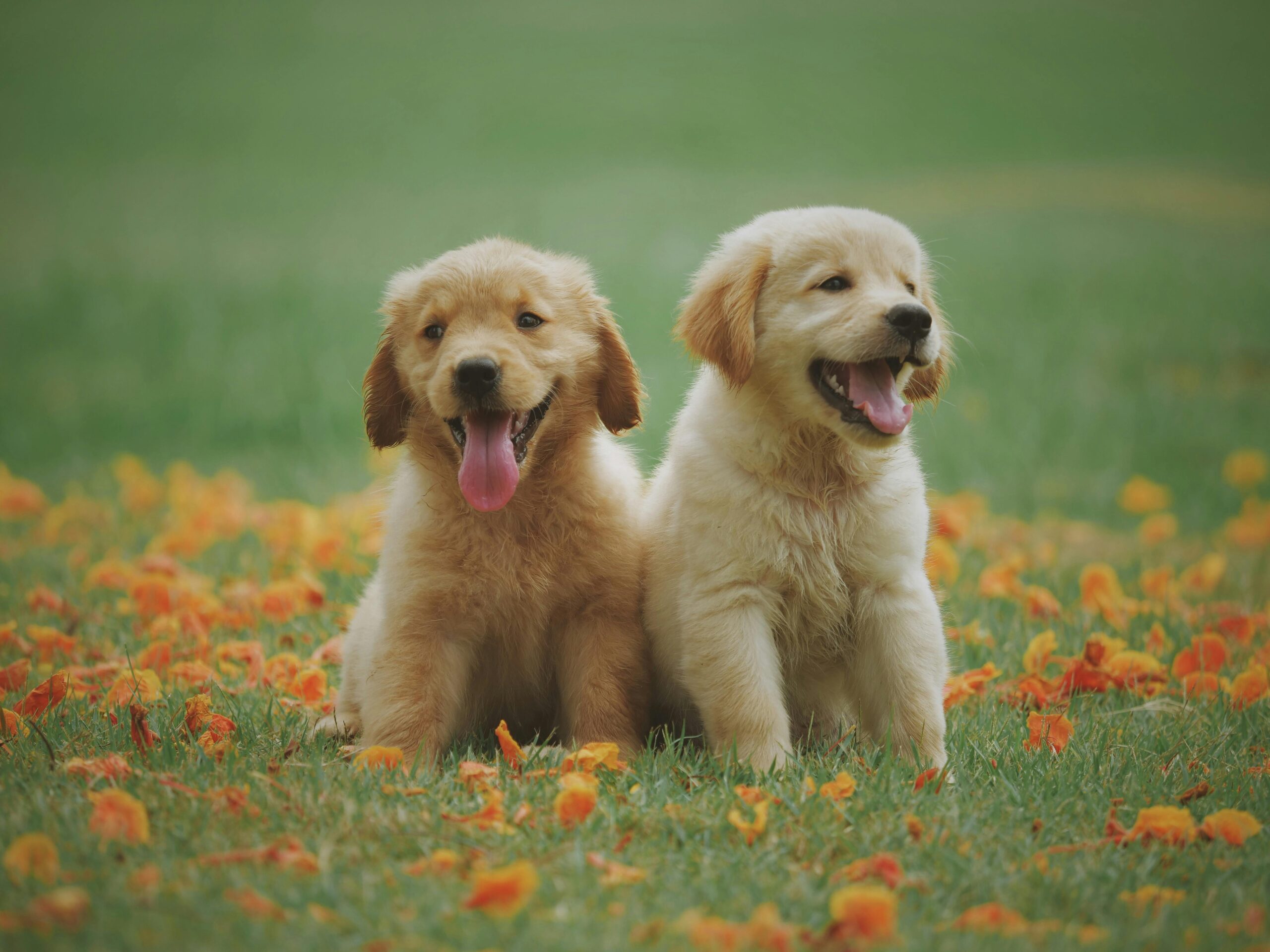 Calgary Humane Society