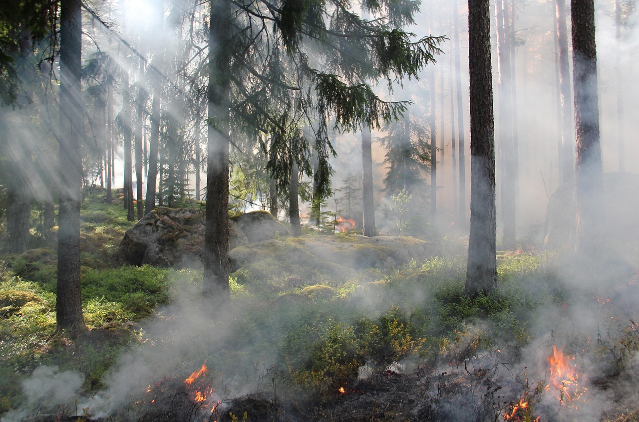 Smoke and flames rising through a forest after a wildfire, highlighting the urgent need for charities in Canada to support recovery in Newfoundland and Labrador.