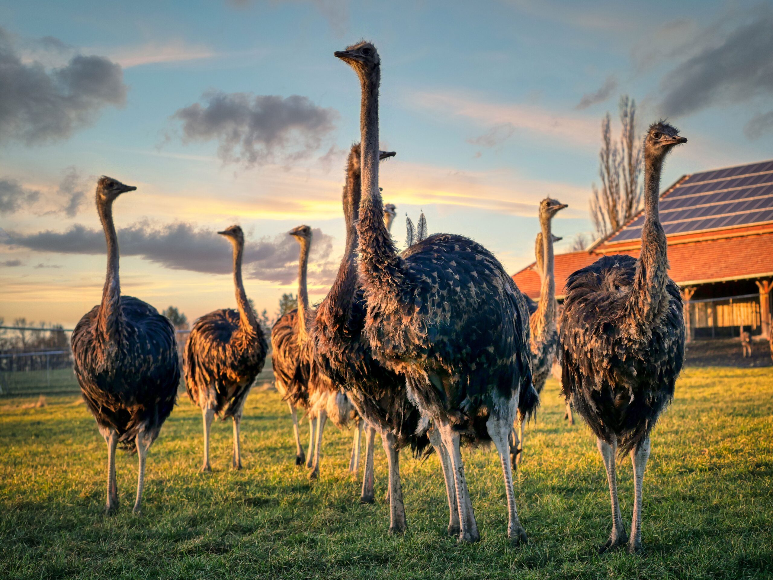 A group of ostriches standing together on a farm at sunset.