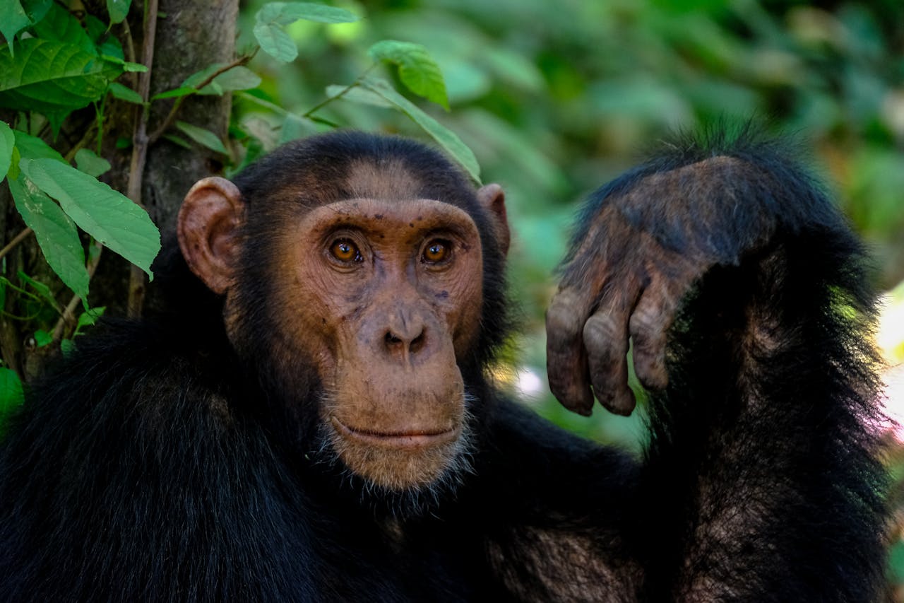 Chimpanzee resting in a forested sanctuary setting at Fauna Foundation in Canada.