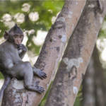 Long-tailed macaque sitting on a tree branch in a forest, an endangered species heavily used in biomedical research.
