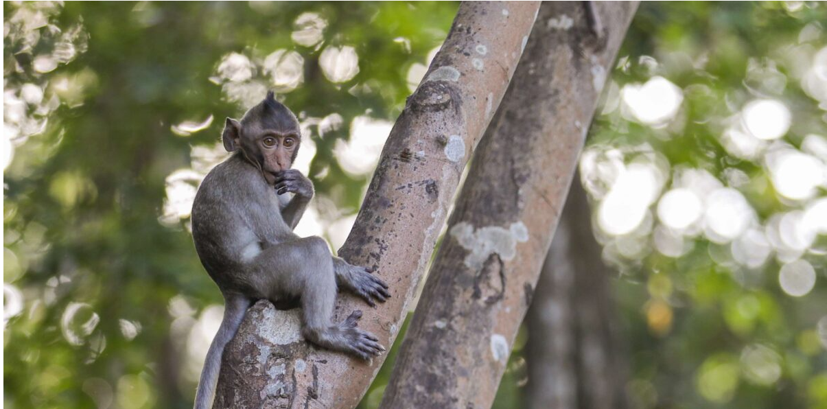 Long-tailed macaque sitting on a tree branch in a forest, an endangered species heavily used in biomedical research.